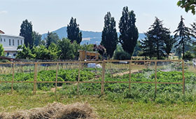 Ein Zaun, dahinter grnes Gras, bewachsene  Beete und hohe Bume. Bild: ProLand